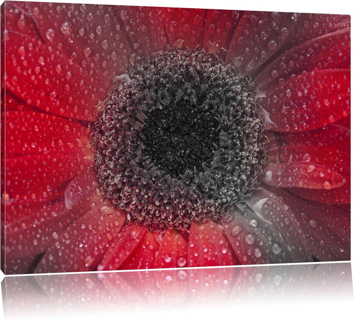 Rote Gerbera mit Wassertropfen schwarz/weiss Format: 100x70 auf Leinwand, XXL riesige Bilder fertig