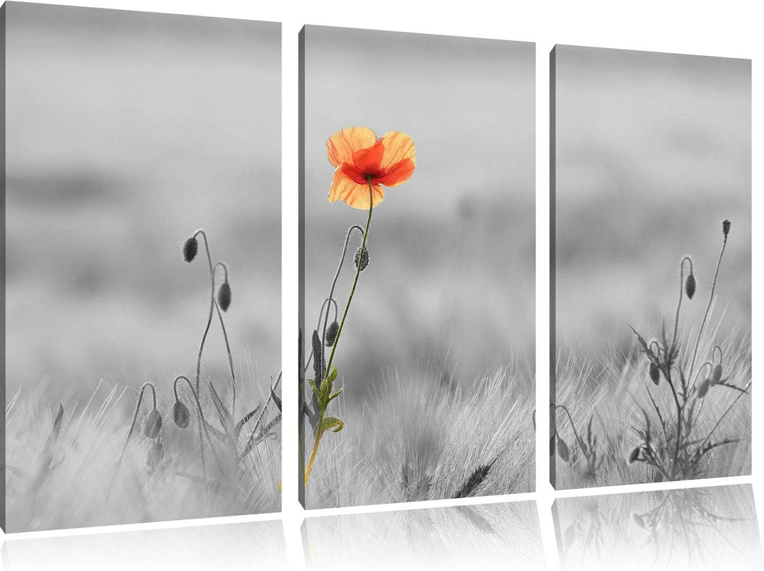 Rote Mohnblume im Feld schwarz/weiss 3-Teiler Leinwandbild 120x80 Bild auf Leinwand, XXL riesige Bil