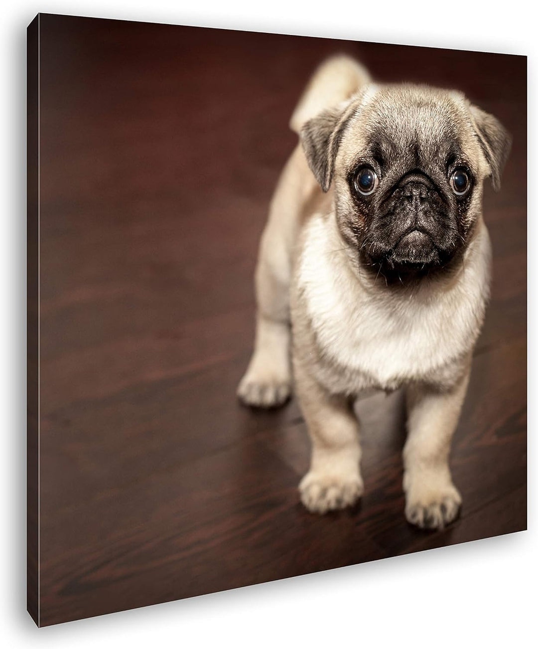 deyoli süsser Kleiner Mops Format: 60x60 als Leinwandbild, Motiv fertig gerahmt auf Echtholzrahmen,