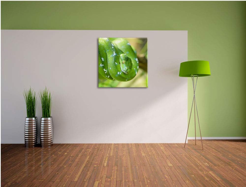 Grüne giftige Baumschlange, Format: 70x70 auf Leinwand, XXL riesige Bilder fertig gerahmt mit Keilra