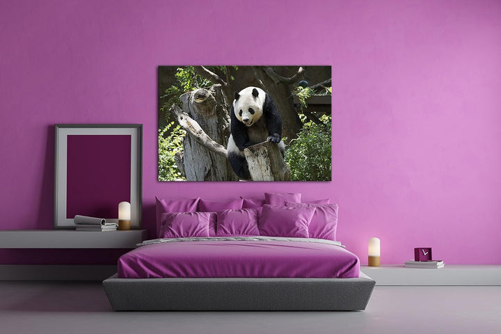 deyoli knuffiger Panda Format: 80x60 als Leinwandbild, Motiv fertig gerahmt auf Echtholzrahmen, Hoch