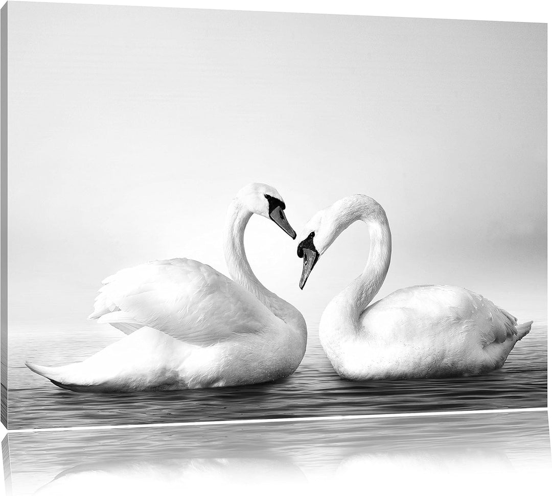 Pixxprint Zwei prächtige Schwäne auf dem Wasser Kunst B&W, Format: 100x70 auf Leinwand, 100x70