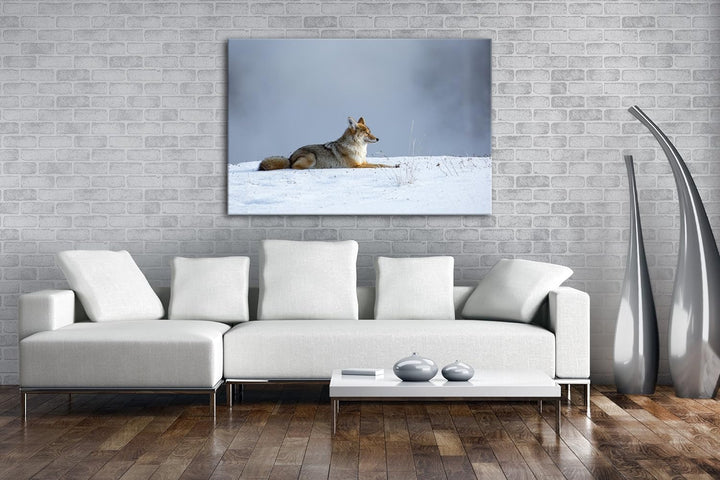 deyoli ruhig liegender Kojote im Schnee Format: 100x70 als Leinwand, Motiv fertig gerahmt auf Echtho