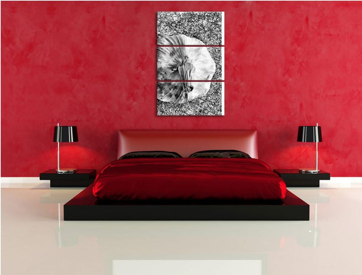 Pixxprint Zwei Knoblauchknollen als Leinwandbild/Grösse: 3 Teilig (120x80) cm/Wandbild/Kunstdruck/fe