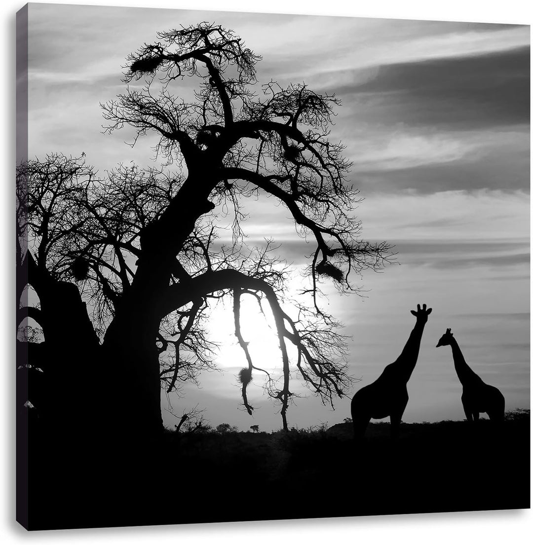 Pixxprint Zwei Giraffen in der Wüste Schwarz/Weiss, Format: 70x70 auf Leinwand, 70x70