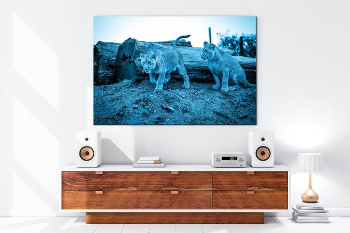 deyoli neugierige Löwenbabys Format 80x60 Effekt: Monocrome Blau als Leinwandbild, Motiv fertig gera