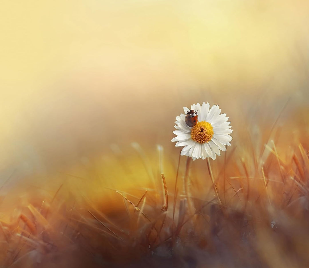 Gänseblümchen mit Marienkäfer Herdabdeckplatte & Spritzschutz aus Echtglas | Für Herd-Kochfelder | 6