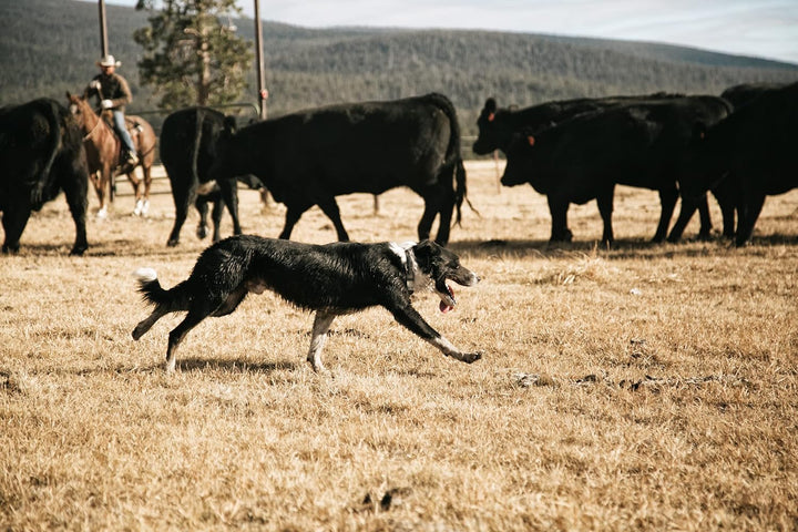 Carhartt Hundehalsband, Nylon, vollständig verstellbar, langlebig, 2-lagig, Cordura-Nylon, Canvas-Ha