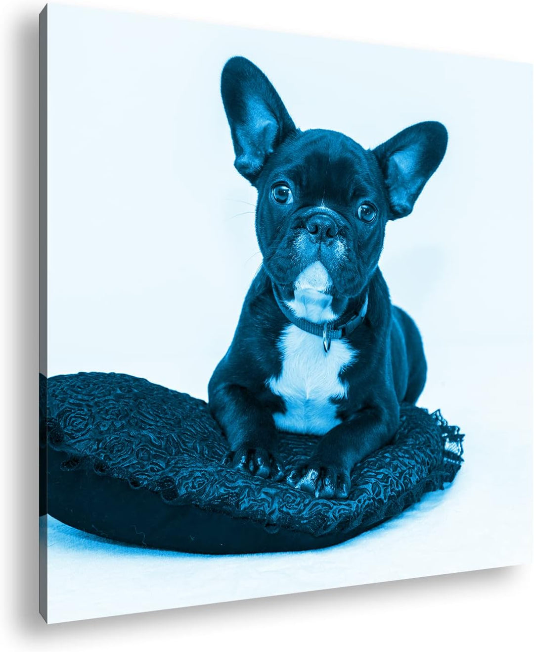 deyoli putzige Bulldogge mit einem Rotem Kissen Format: 70x70 Effekt: Monocrome Blau als Leinwandbil