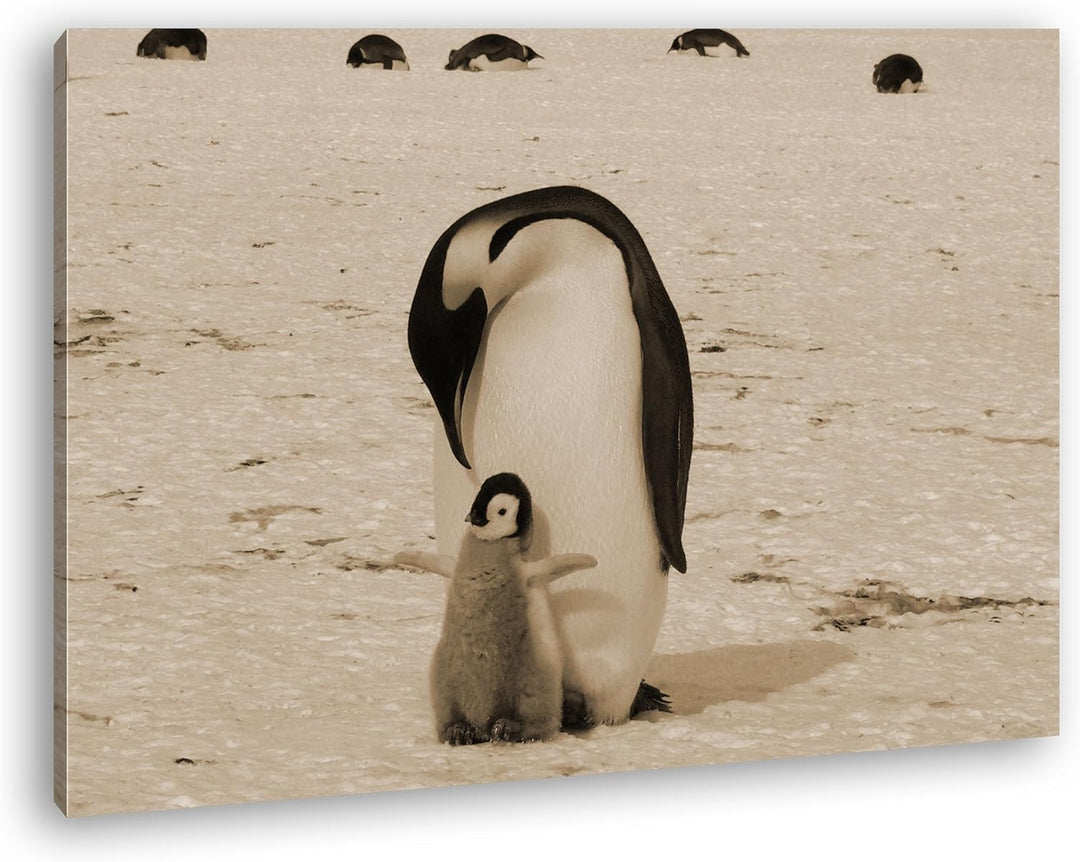 deyoli süsse Kaiserpinguine in der Antarktis Format: 100x70 Effekt: Sepia als Leinwandbild, Motiv fe