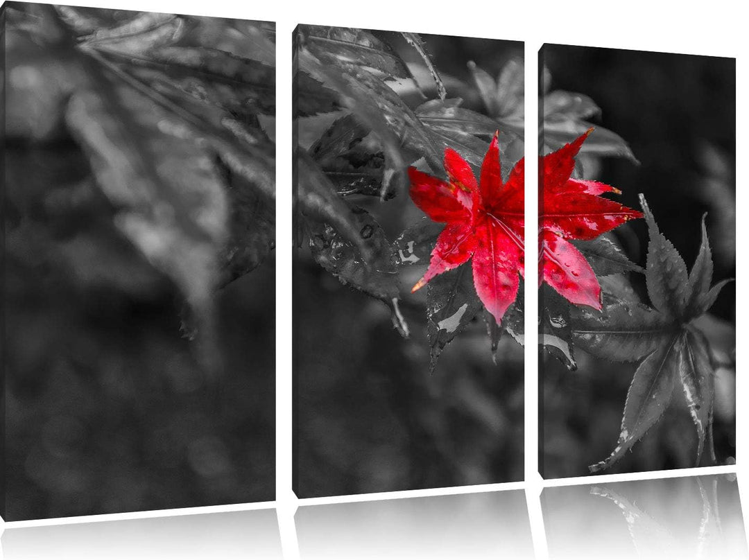 Herbstliches rotes Ahornblatt schwarz/weiss 3-Teiler Leinwandbild 120x80 Bild auf Leinwand, XXL ries