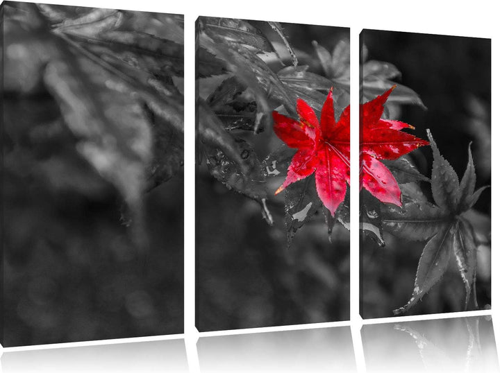 Herbstliches rotes Ahornblatt schwarz/weiss 3-Teiler Leinwandbild 120x80 Bild auf Leinwand, XXL ries