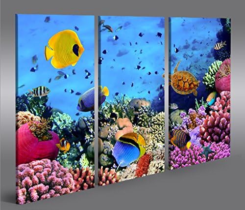 islandburner Bild Bilder auf Leinwand Aquarium Fische Meerwasser Tropische Doktorfische 3p XXL Poste