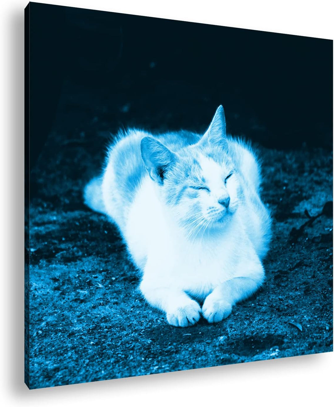 deyoli schläfrige Katze Format: 60x60 Effekt: Monocrome Blau als Leinwandbild, Motiv fertig gerahmt