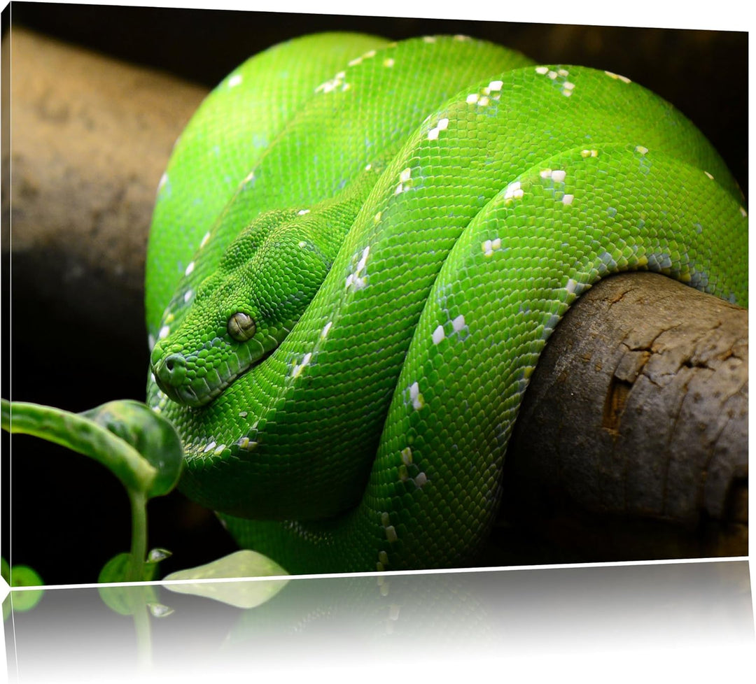 Grüne exotische Schlange, Format: 100x70 auf Leinwand, XXL riesige Bilder fertig gerahmt mit Keilrah