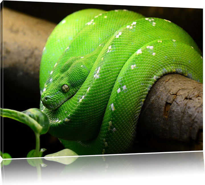 Grüne exotische Schlange, Format: 100x70 auf Leinwand, XXL riesige Bilder fertig gerahmt mit Keilrah
