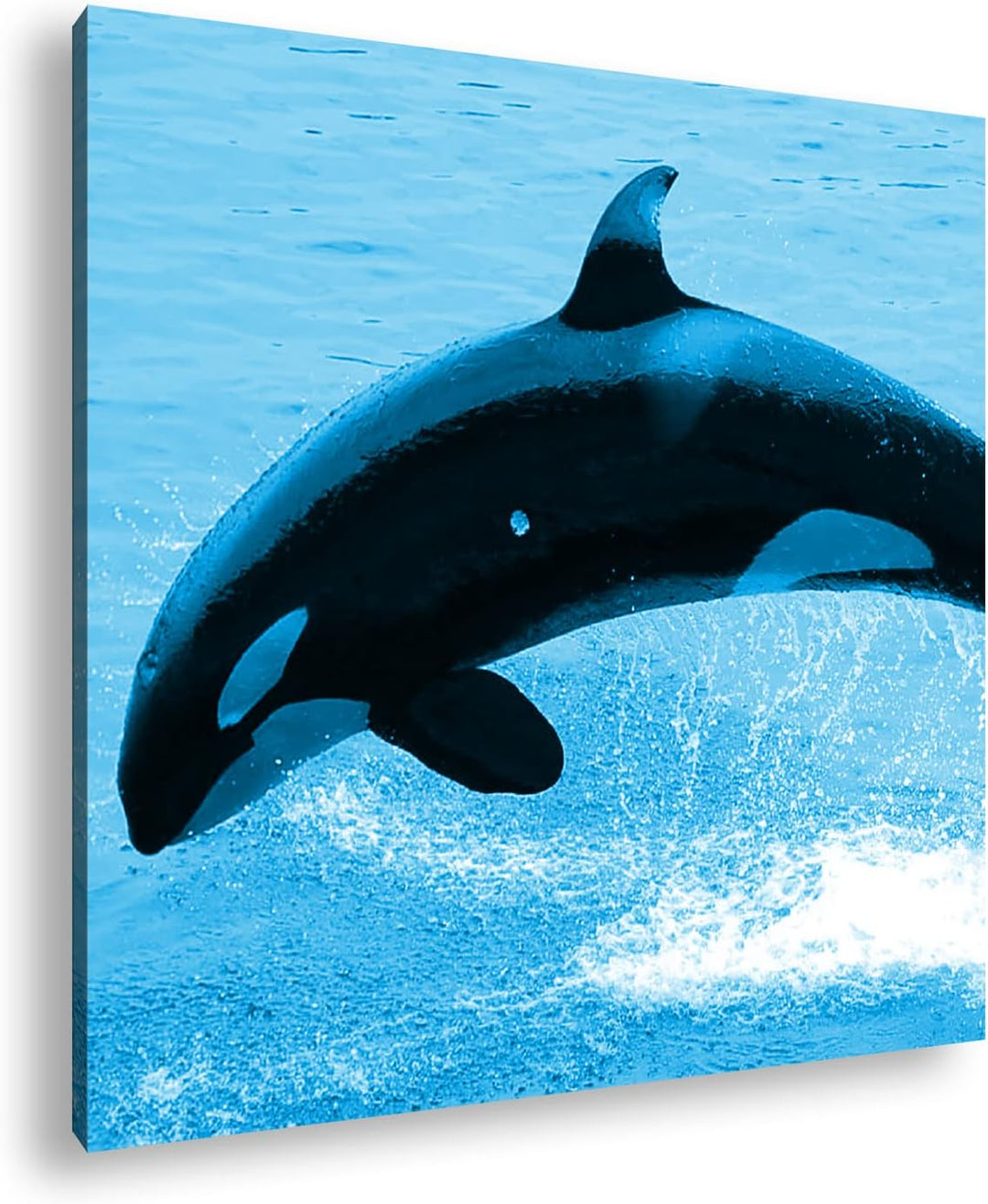 deyoli verspielter Orca Format: 70x70 Effekt: Zeichnung als Leinwandbild, Motiv auf Echtholzrahmen,