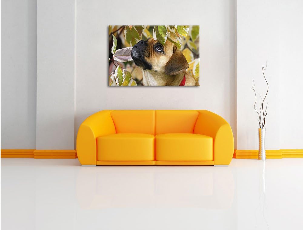 Pixxprint zwischen Blättern Mops als Leinwandbild/Grösse: 100x70 / Wandbild/Kunstdruck/fertig bespan