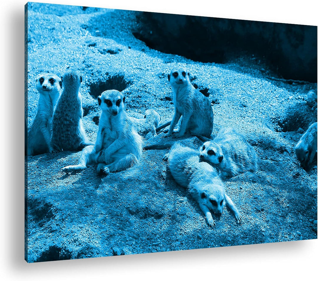 deyoli niedliche Erdmännchen Familie Format 80x60 Effekt: Monocrome Blau als Leinwandbild, Motiv fer
