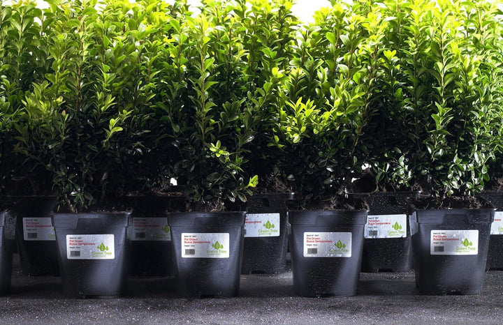 Avery L4776-20 Etiketten sehr widerstandsfähig für Laserdrucker 99,1 x 42,3 mm 240 Stück Weiss