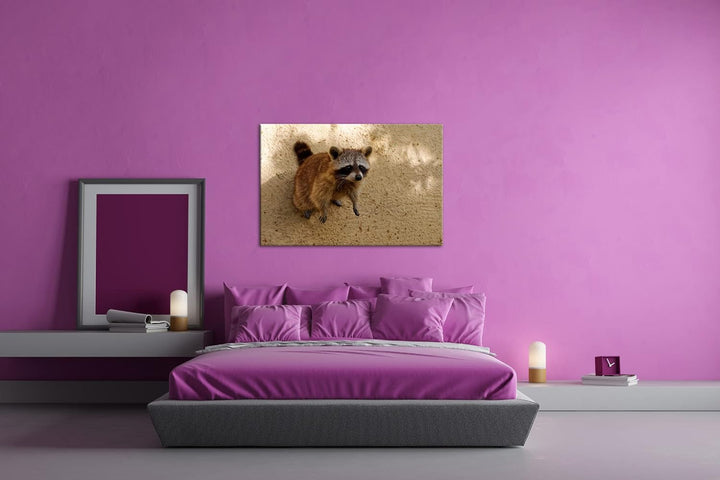 deyoli niedlicher kleiner Waschbär Format: 80x60 als Leinwandbild, Motiv fertig gerahmt auf Echtholz