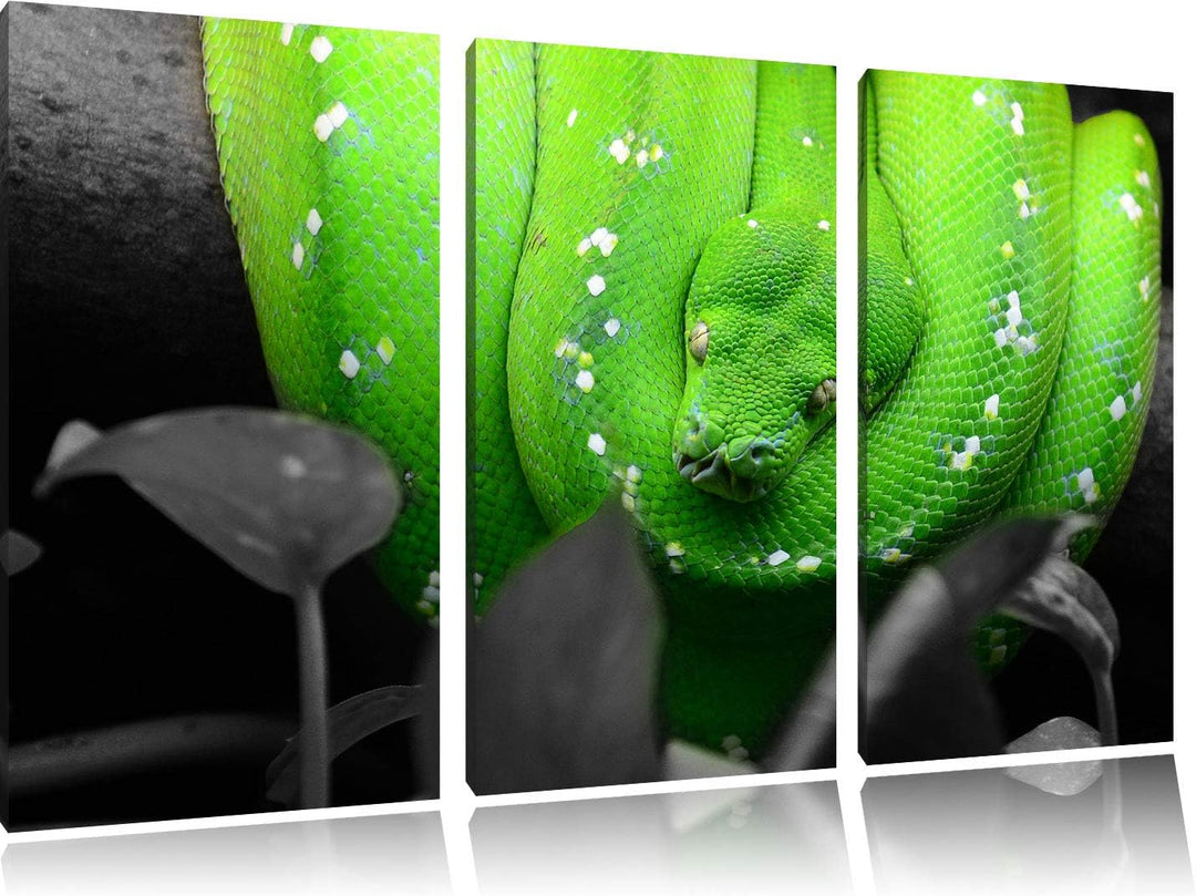 Giftige Grüne Schlange schwarz/weiss 3-Teiler Leinwandbild 120x80 Bild auf Leinwand, XXL riesige Bil