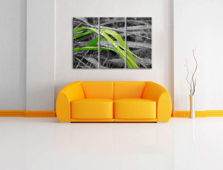 Grashalme im Morgentau schwarz/weiss 3-Teiler Leinwandbild 120x80 Bild auf Leinwand, XXL riesige Bil