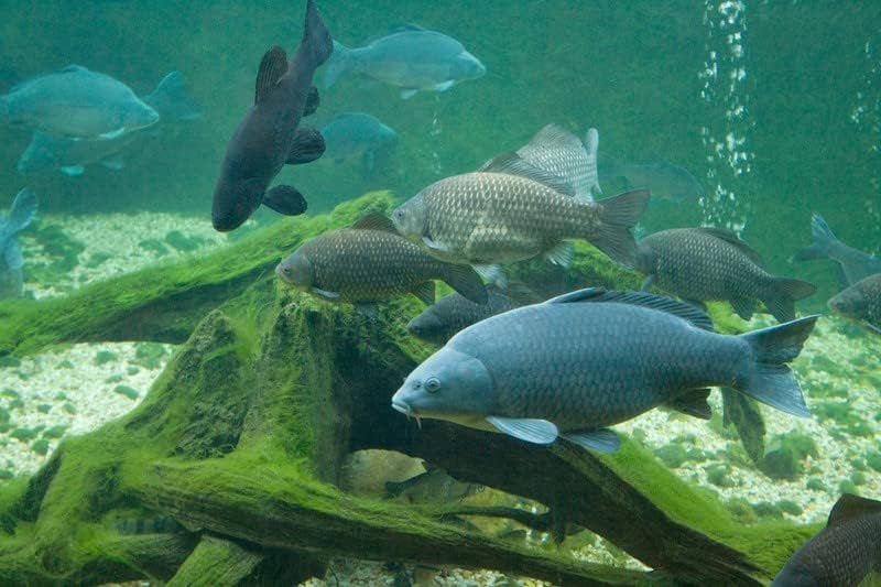 25 kg Karpfenfutter AC 6,0 mm 30/7 - sinkend - Karpfen - Karpfenpellets