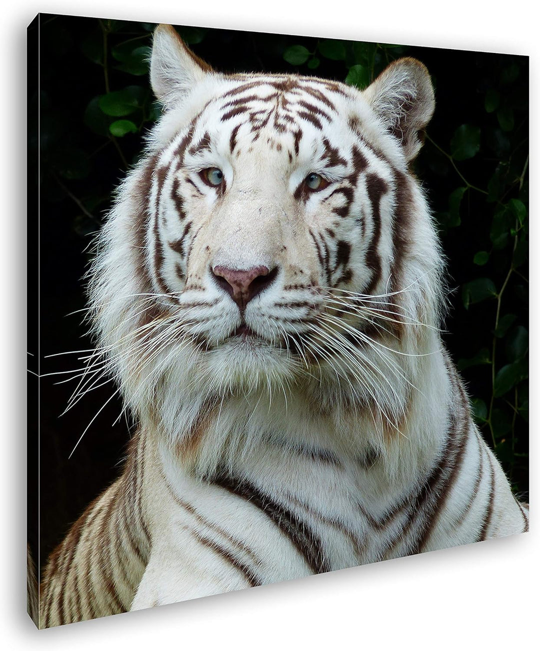 deyoli majestätischer Tiger im Format: 60x60 als Leinwandbild, Motiv fertig gerahmt auf Echtholzrahm