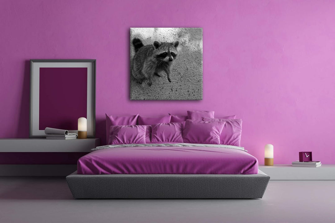 deyoli niedlicher Kleiner Waschbär Format: 70x70 Effekt: Schwarz&Weiss als Leinwandbild, Motiv ferti