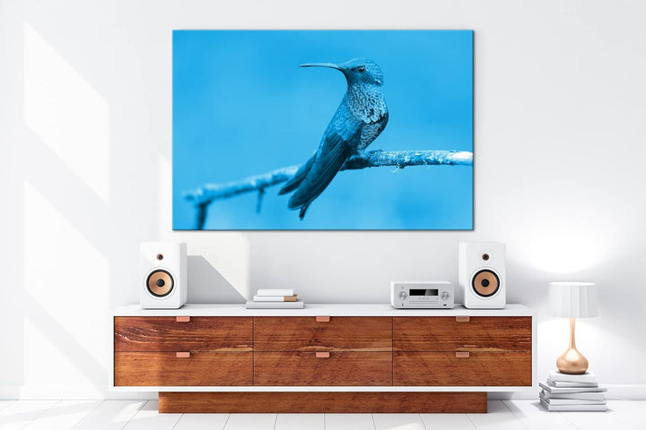 deyoli ruhig sitzender Kolibri Format 100x70 Effekt: Monocrome Blau als Leinwandbild, Motiv fertig g
