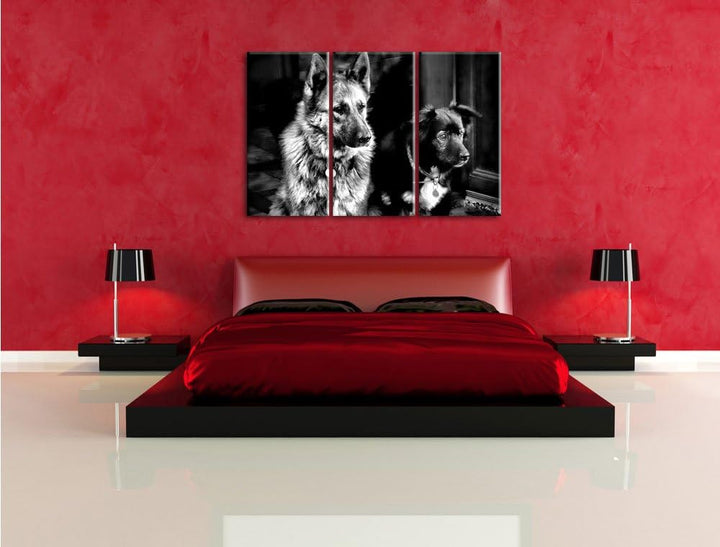 Pixxprint Zwei Hunde auf dem Teppich als Leinwandbild/Grösse: 3 Teilig (120x80) cm/Wandbild/Kunstdru