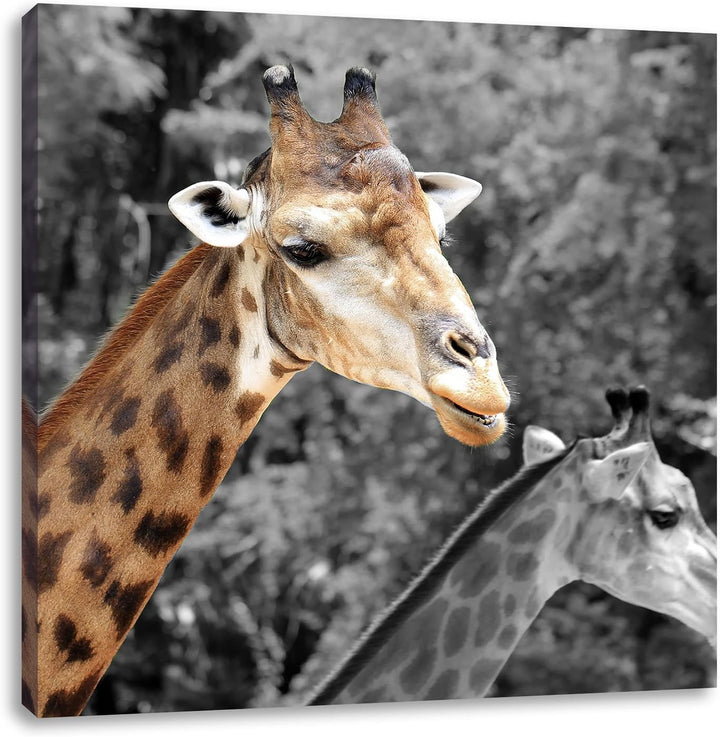 Pixxprint Zwei schöne Giraffen als Leinwandbild Quadratisch/Grösse: 70x70 / Wandbild/Kunstdruck/fert