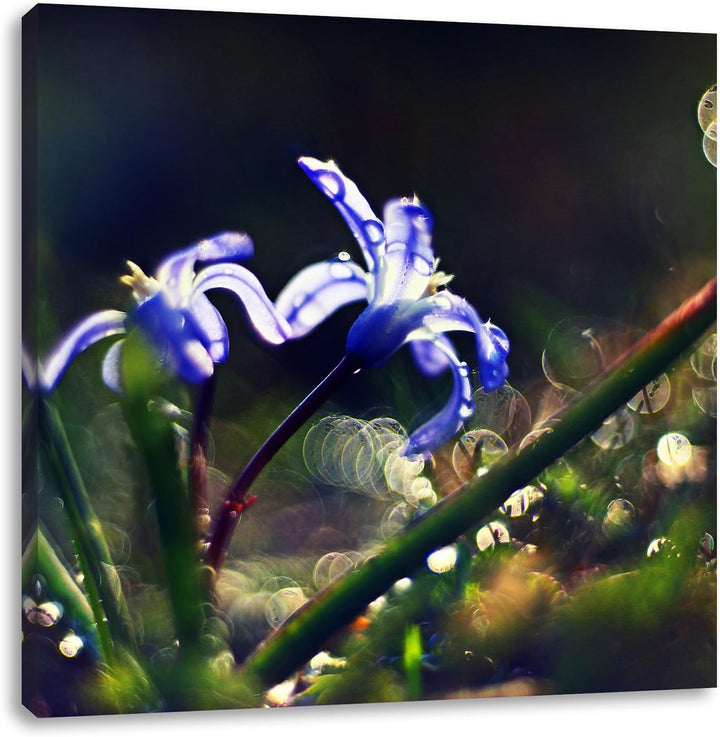 Pixxprint Zarte Lila Wiesenblumen im Morgentau, Format: 70x70 auf Leinwand, 70x70