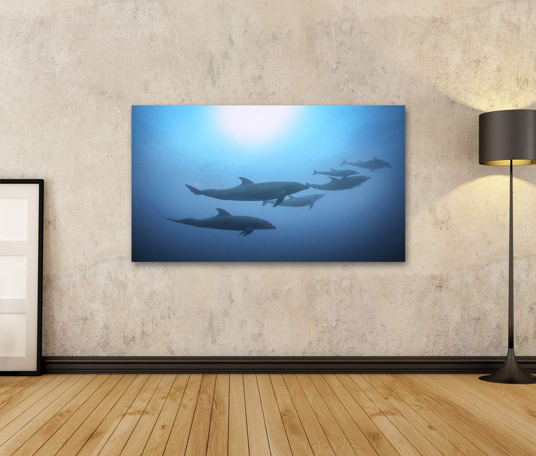 islandburner Bild auf Leinwand Delfine Blick Unter Wasser Im Meer Wandbild Poster Kunstdruck Bilder