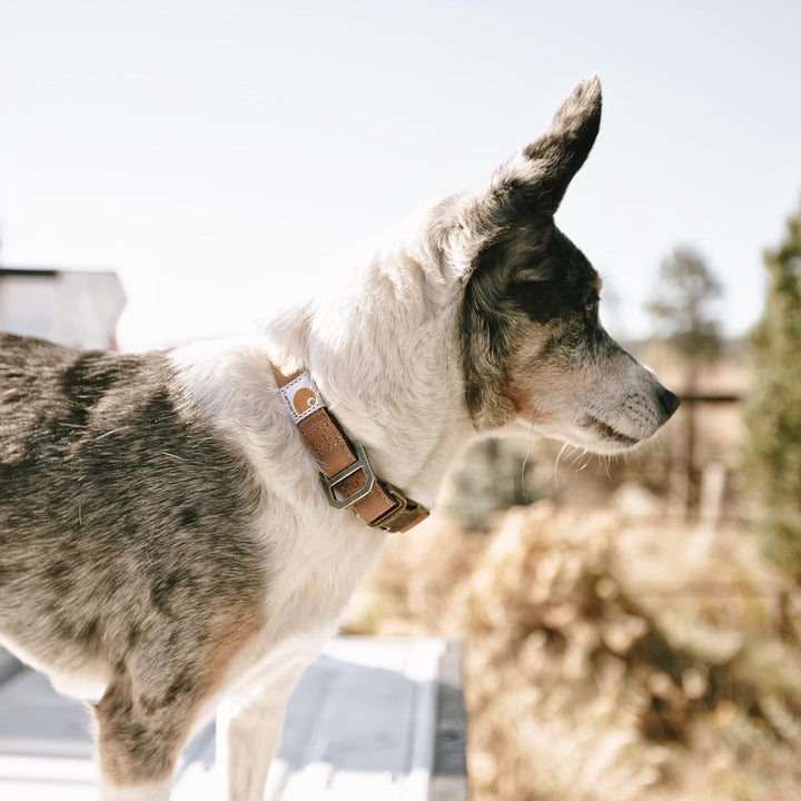 Carhartt Nylon Duck Hundehalsband, voll verstellbar, langlebig, 2-lagig, Cordura-Nylon-Canvas-Halsbä