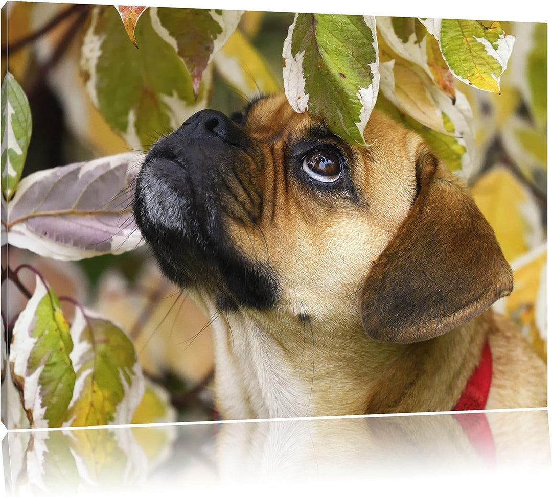 Pixxprint zwischen Blättern Mops als Leinwandbild/Grösse: 100x70 / Wandbild/Kunstdruck/fertig bespan