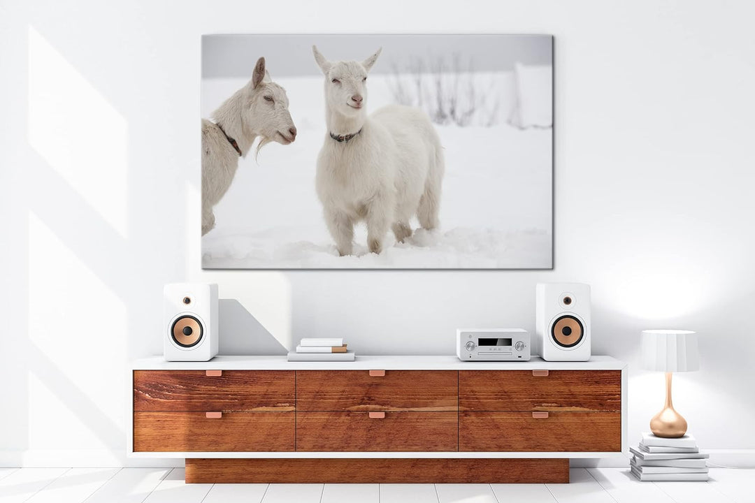 deyoli weisse Ziegen im Schnee Format: 100x70 als Leinwand, Motiv fertig gerahmt auf Echtholzrahmen,