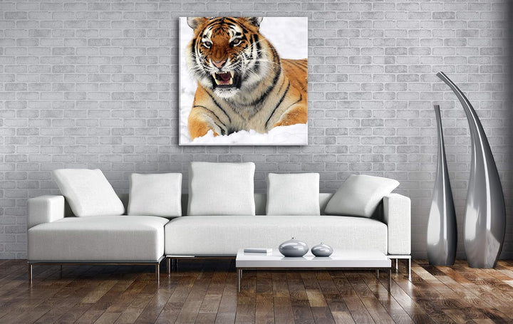 deyoli knurrender Tiger im Schnee im Format: 70x70 als Leinwandbild, Motiv fertig gerahmt auf Echtho