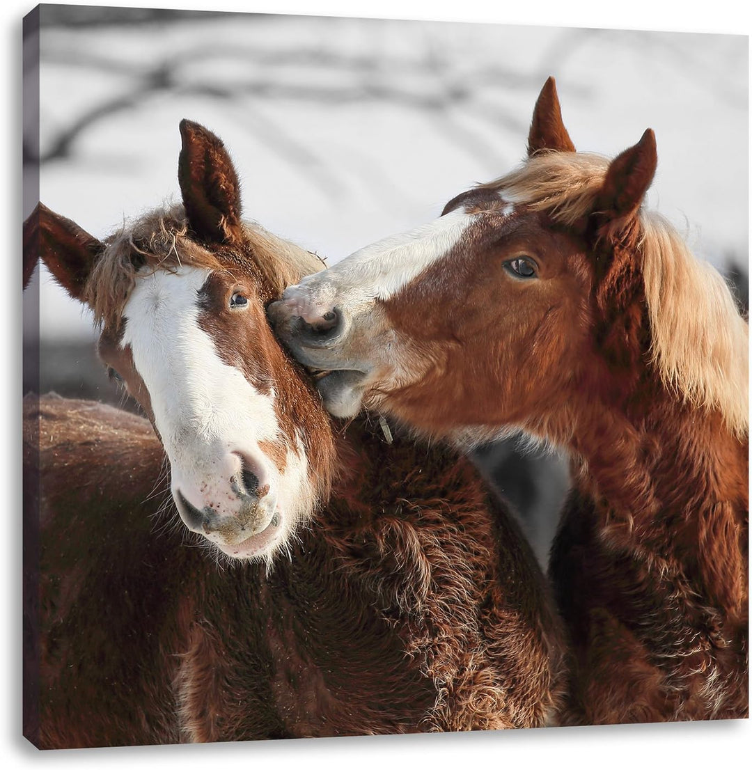 Pixxprint Zwei braune Ponys als Leinwandbild/Grösse: 70x70 cm/Wandbild/Kunstdruck/fertig bespannt, 7