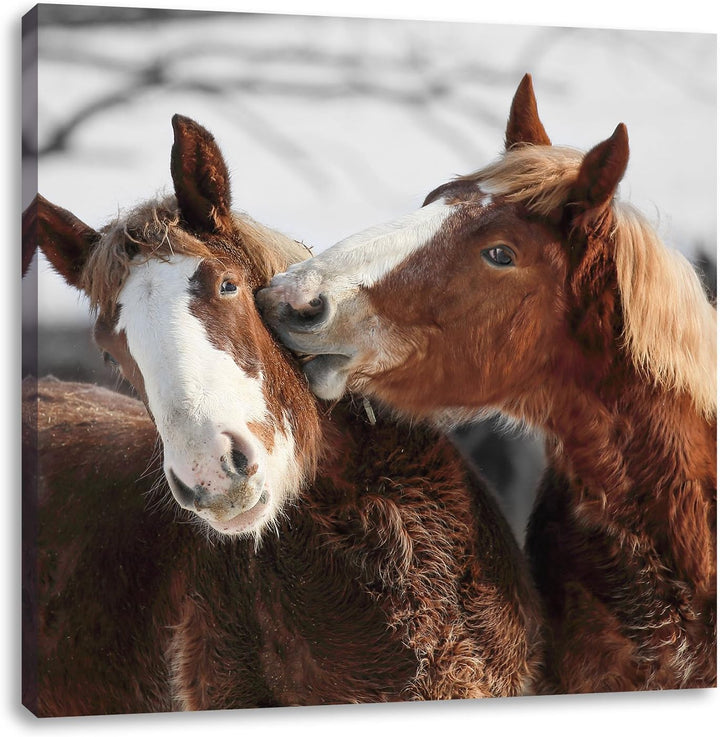 Pixxprint Zwei braune Ponys als Leinwandbild/Grösse: 70x70 cm/Wandbild/Kunstdruck/fertig bespannt, 7