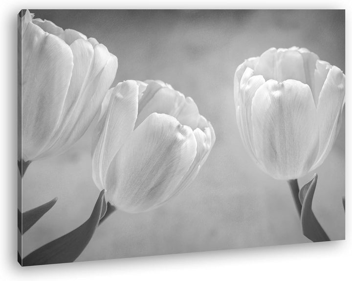 deyoli Rosafarbene Tulpen Effekt: Schwarz/Weiss Format: 100x70 als Leinwandbild, Motiv fertig gerahm