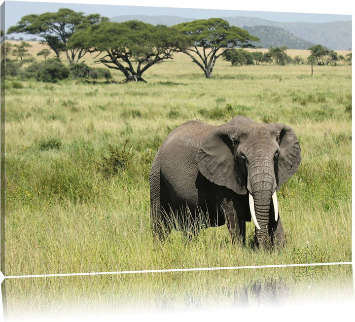 gigantischer Elefant in der Savanne Leinwand, XXL riesige Bilder fertig gerahmt mit Keilrahmen, Kuns