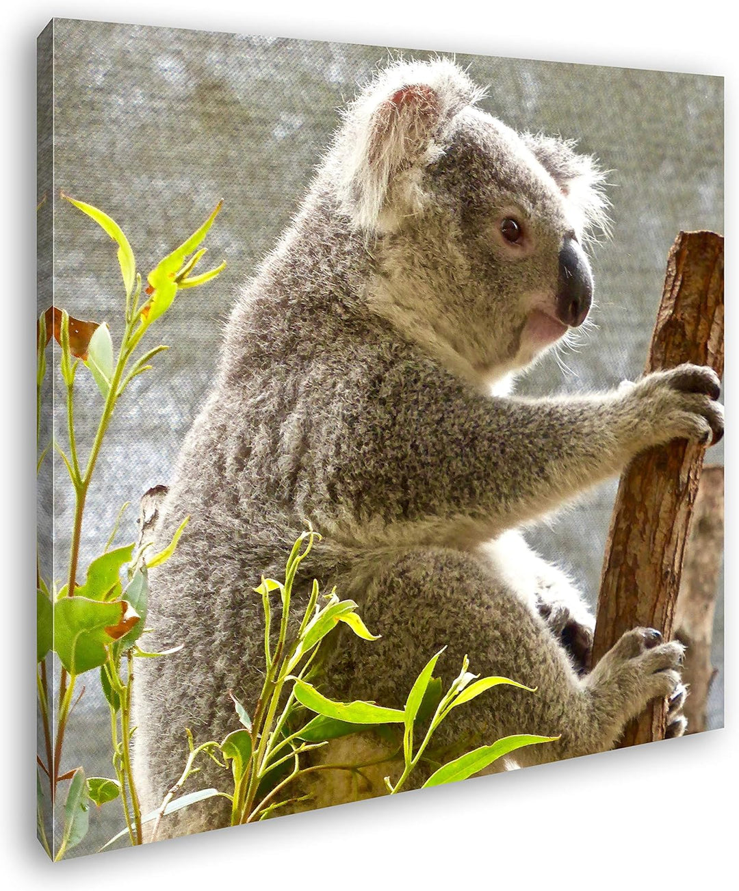deyoli süsser Koalabär Format: 60x60 als Leinwandbild, Motiv fertig gerahmt auf Echtholzrahmen, Hoch
