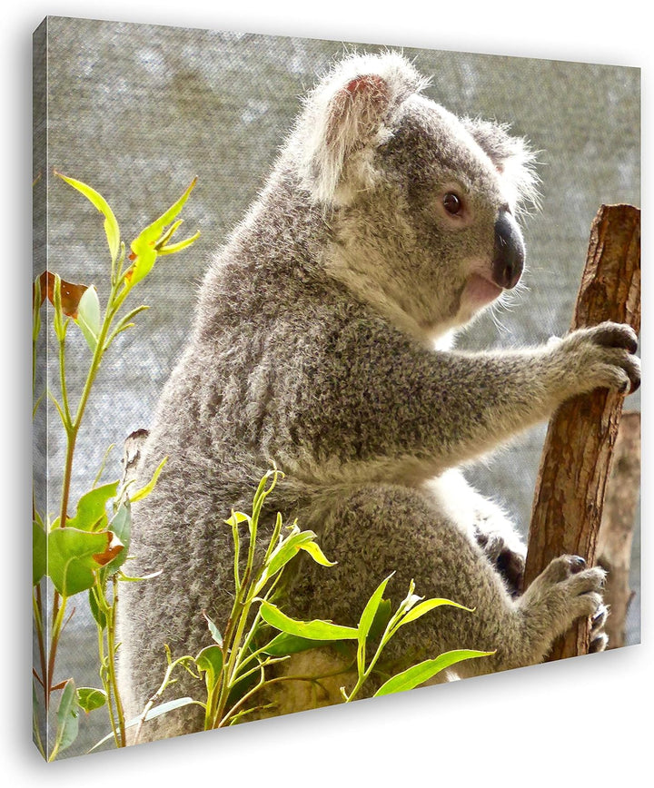 deyoli süsser Koalabär Format: 70x70 als Leinwandbild, Motiv fertig gerahmt auf Echtholzrahmen, Hoch