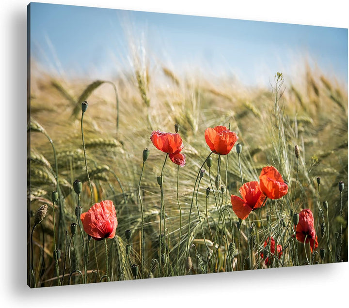 deyoli zarte Mohnblumen im Getreidefeld Format: 60x40 als Leinwand, Motiv fertig gerahmt auf Echthol