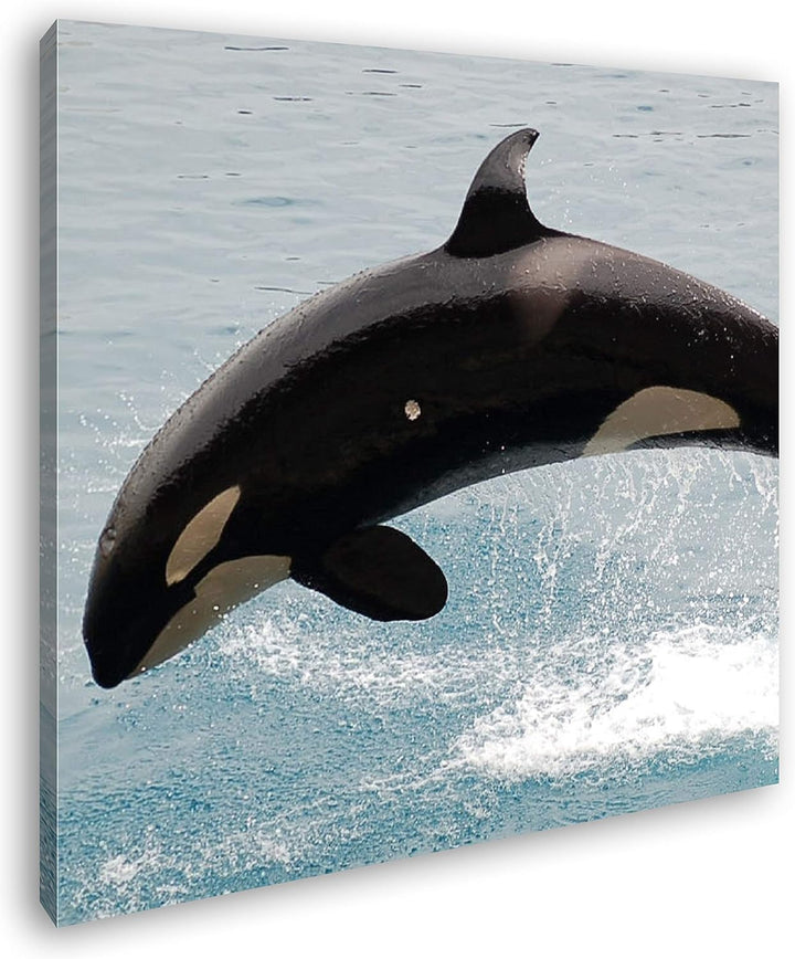 deyoli verspielter Orca Format: 70x70 als Leinwandbild, Motiv fertig gerahmt auf Echtholzrahmen, Hoc