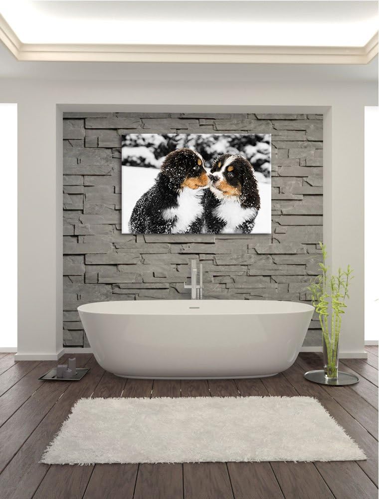 süsse Bernersennenhunde im Schnee schwarz/weiss Format: 100x70 auf Leinwand, XXL riesige Bilder fert