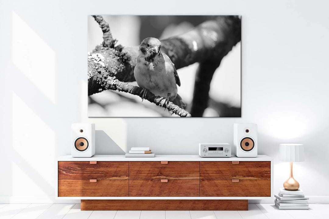 deyoli neugieriger Vogel Format: 80x60 Effekt: Schwarz&Weiss als Leinwandbild, Motiv fertig gerahmt