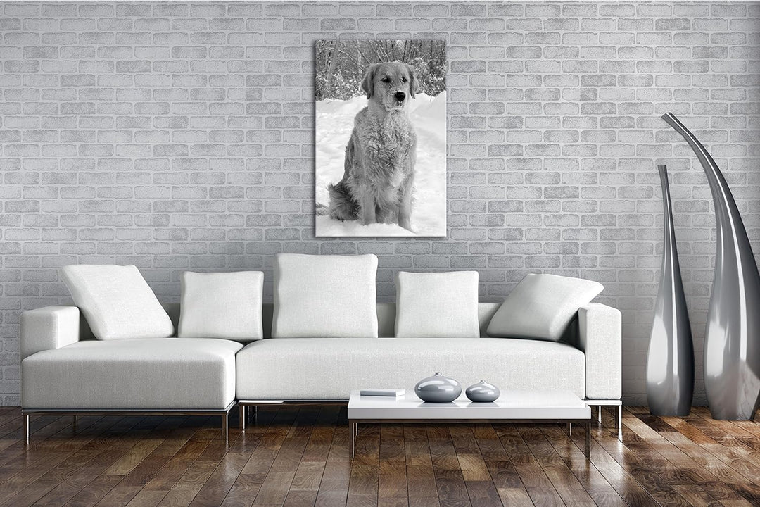 deyoli Niedlicher Golden Retriever im Schnee Effekt: Schwarz/Weiss Format: 80x60 als Leinwandbild, M
